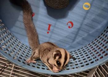 Lotopałanka karłowata samiczka