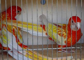 Papużki zmienią dom