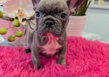 Buldogi francuskie niebieskie