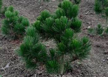 Sosna Czarna Austriacka, Sosna Piramidalna, Pinus Nigra