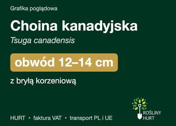 Choina kanadyjska (Tsuga canadensis) obwód 12-14 cm, z bryłą – HURT