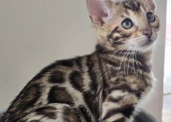 Kociaki Bengalskie gotowe do odbioru.