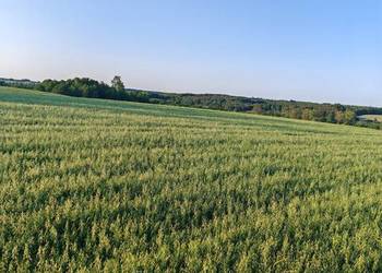 Owies tegoroczny na pellet lub pasze