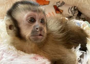 Małpka Kapucynka czubata maluch