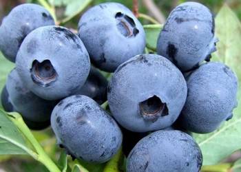 BLUECROP! Sadzonki Borówka Amerykańska! 3 LETNIA z CAC!