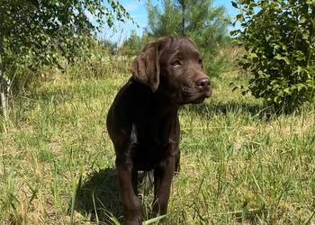 Labrador Czekoladowy szczenię