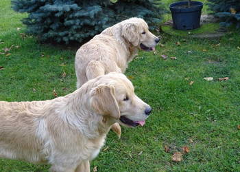 Golden retriever 6 miesięczne