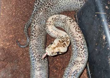 Pyton birmański Samica Młoda Granit het 100% Albino