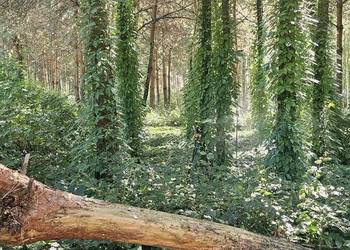 Winobluszcz pięciolistkowy Murorum w doniczkach.