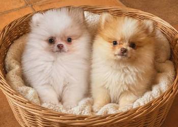 Szpic miniaturowy pomeranian