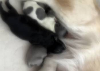 Chihuahua długowłosy