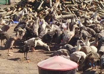 Biegus Indyjski, różne kolory, 6 tygodniowe!