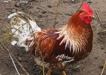 Koguty z Kwietnia tego roku