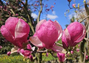 magnolie
