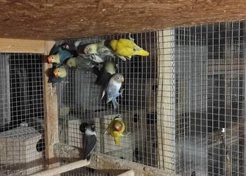 Nierozłączki fischera i czarnogłowe