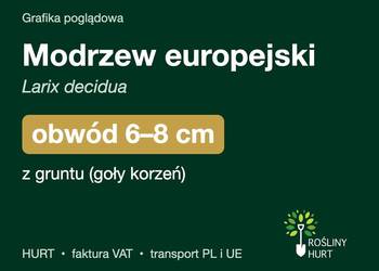 Modrzew europejski (Larix decidua) obwód 6-8 cm, z gruntu – HURT