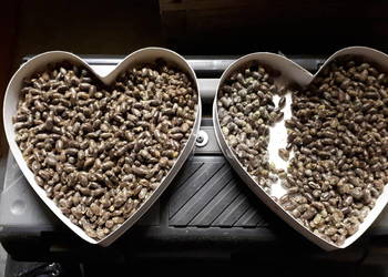 Murarka kokony +trzcina