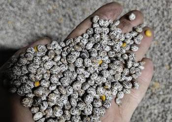 Łubin żółty mister