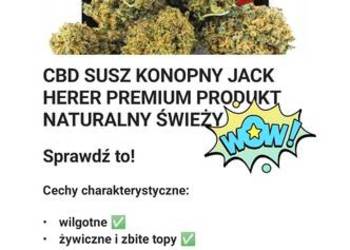 CBD susz konopny JACK HERER 6g.