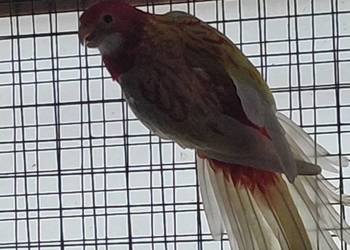 Rozella Białolica Samica