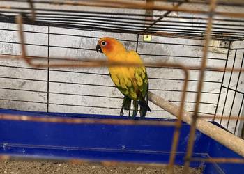 Konura słoneczna samica 3 letnia.