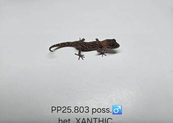 Gekon madagaskarski P.picta