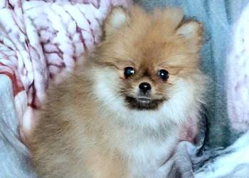 Szpic miniaturowy pomeranian