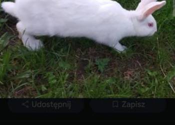Sprzedam króliki termondzkie białe