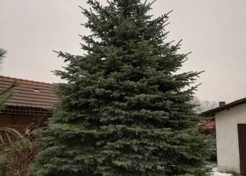 Duży świerk – idealny na choinkę plenerową