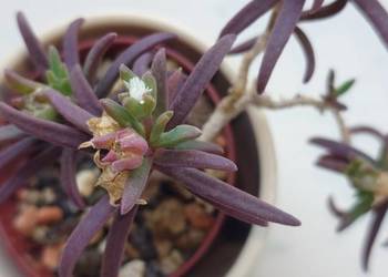 Delosperma bosseranum kaudeks miniatura w osłonce Ice plant sukulent