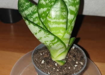 Sansewieria, młoda roślina rosnąca