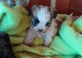 Malshi/ maltanczyk shih tzu