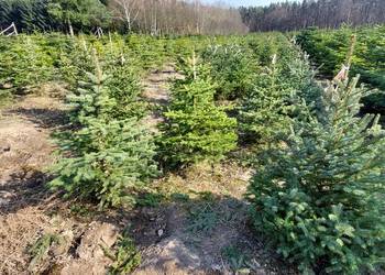 Jodła kaukaska, świerk kaukaski, meyera, koreański, itp