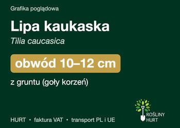 Lipa kaukaska (Tilia caucasica) obwód 10-12 cm, z gruntu – HURT