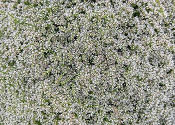 zatrwian tatarski statica kwiat suchy