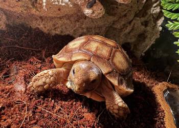 Sulcata, żółw pustynny, 2025r