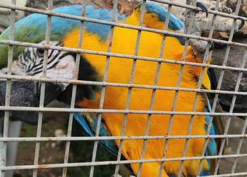 Kakadu Różowe Goffini Lutino Ara Marakana Ara Severa