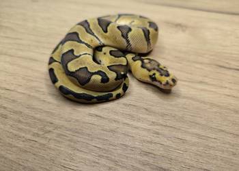 Pyton królewski Enchi Fire poss Blade Clown