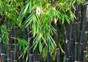 BAMBUS CZARNY Phyllostachys nigra - NASIONA 500 sztuk - 10g.