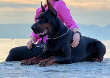 Doberman reproduktor