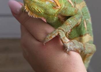 Kameleon jemeński wraz z terarium Kameleon jemeński wraz z terarium