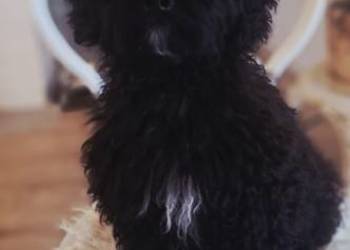 Shihpoo piesek . Shihtzu Pudel toy miniatura szczenię, szczeniak