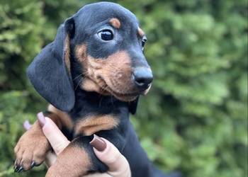 Jamnik standard piesek czarny podpalany z rodowodem