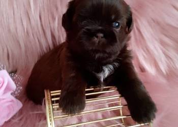 Czekoladowa suczka rasy Shih-Tzu