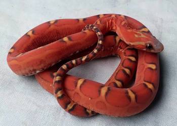 Wąż zbożowy SCALELESS, węże zbożowe - Red Factor, Hypo, Amel, Diffused