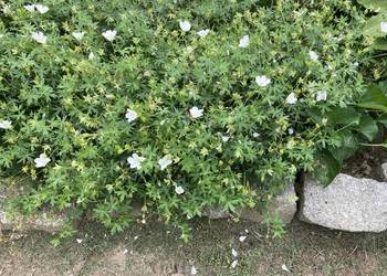 Bodziszek biały Geranium sanguineum 'Album’