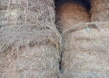 Siano w belkach 120x120