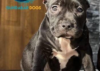 American Bully suczka ABKC