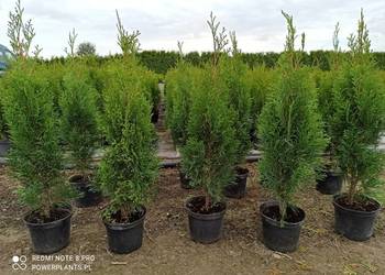 Thuja Tuja Smaragd 50-60 cm 4zł MEGA PROMOCJA Wrocław