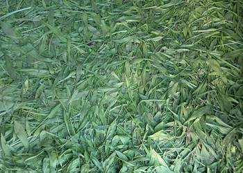 Nasiona babka lancetowata 2025